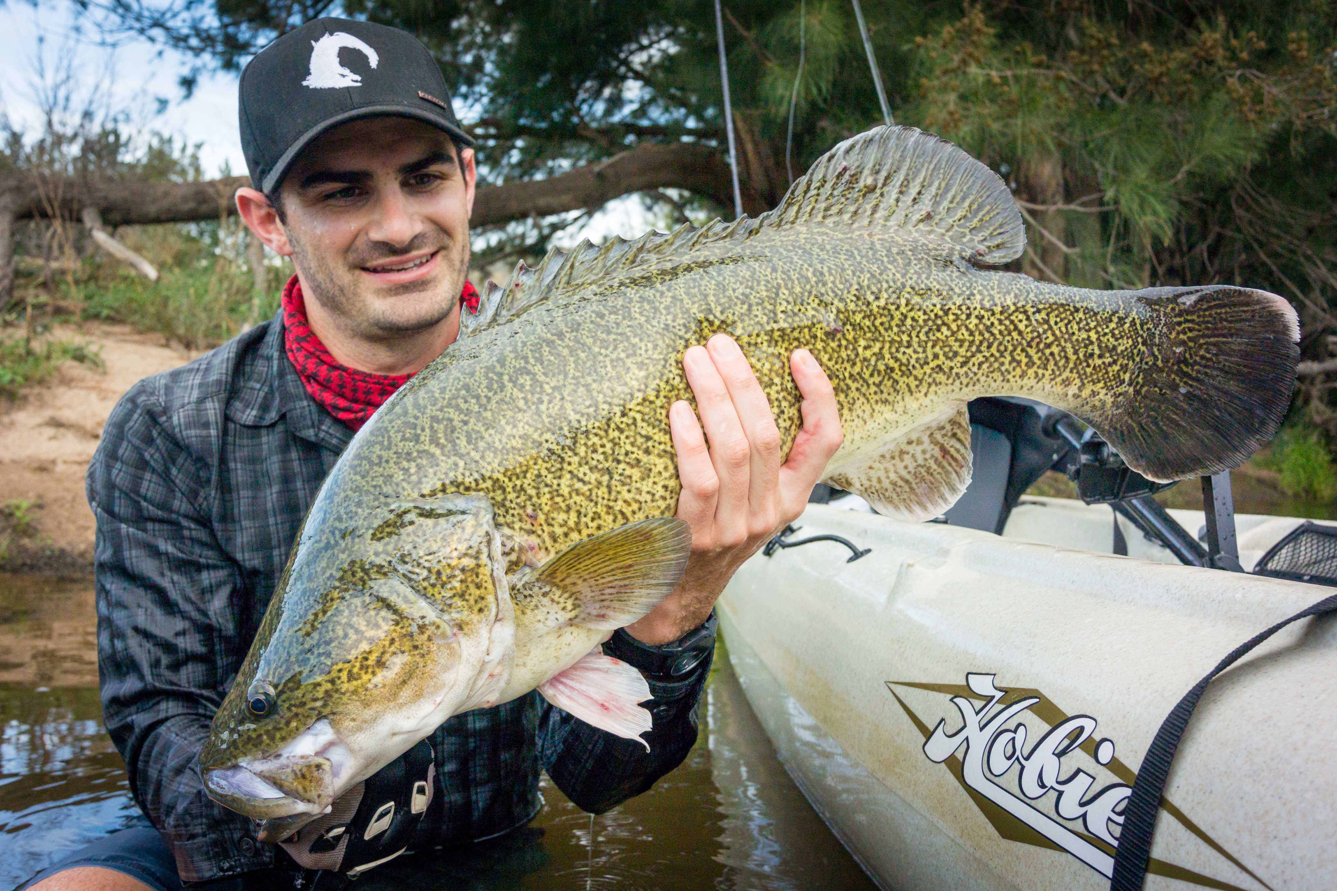 Aaron Holds a nice Murray cod taken from his hobie Kayak